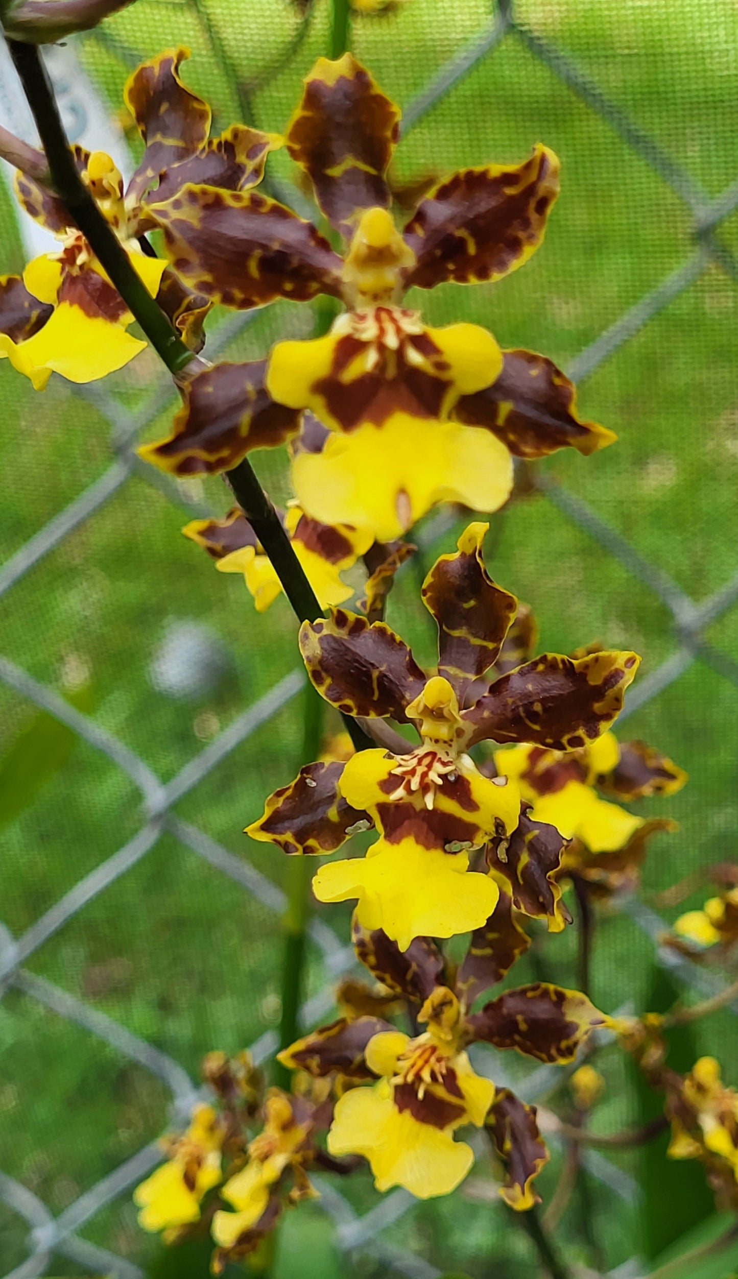 Oncidium Sphacelatum