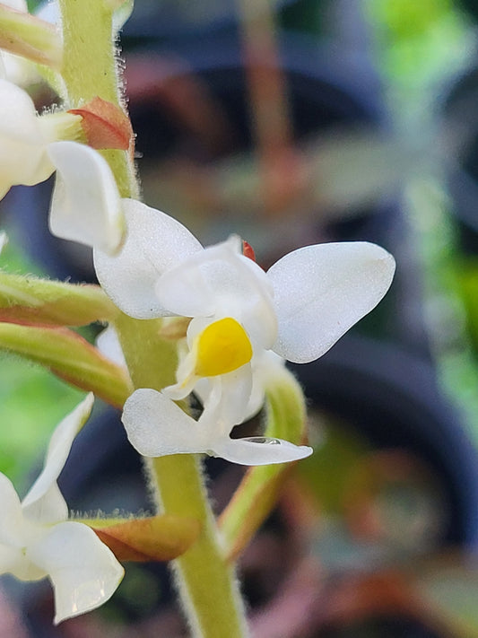 Ludisia Discolor