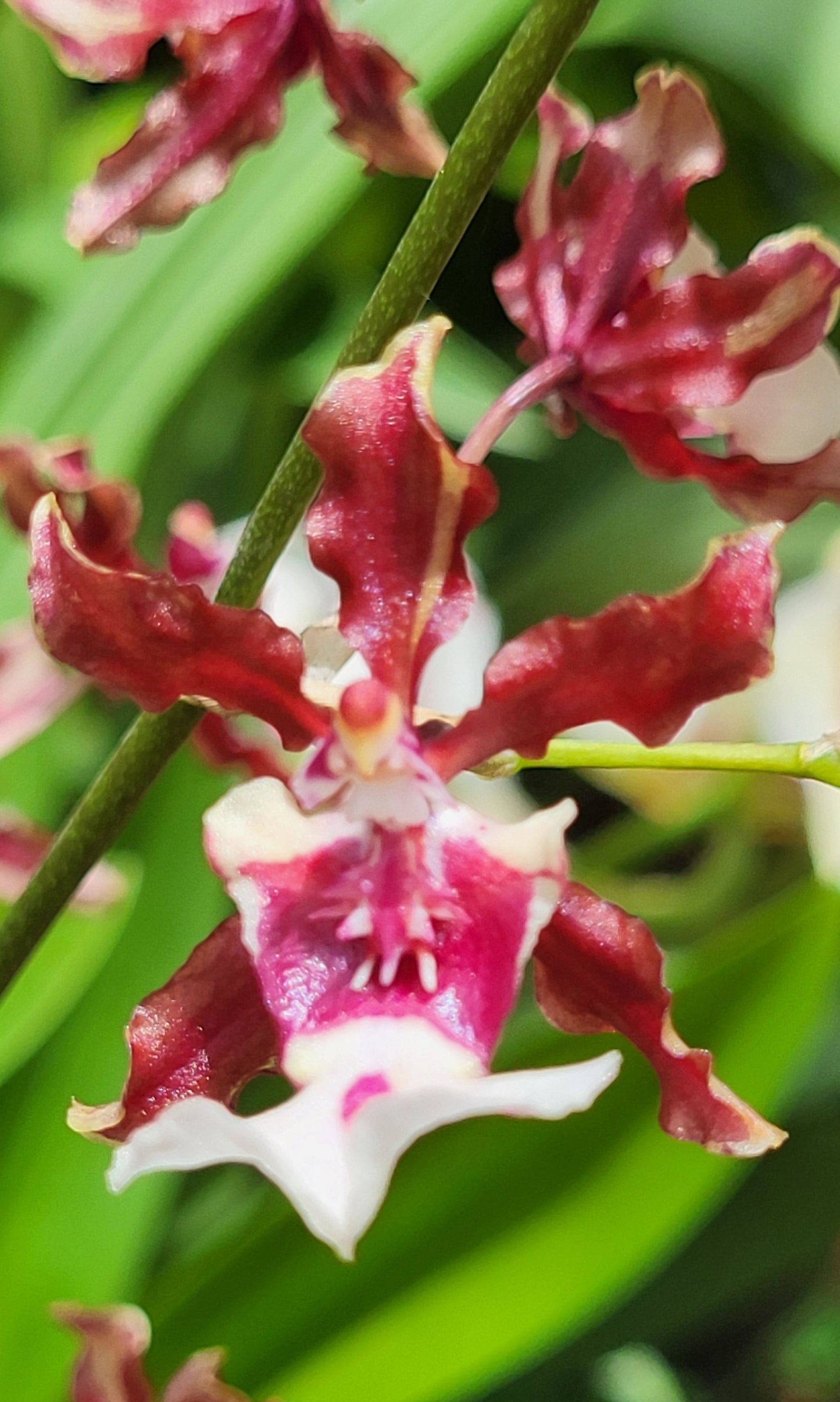 Oncidium Sharry Baby 'SWEET FRAGRANCE' AM/AOS