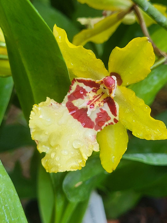 Odontocidium Wildcat Yellow