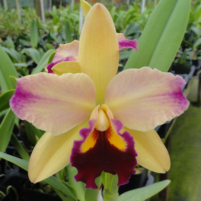 Rlc Toshi's Magic 'Doris'