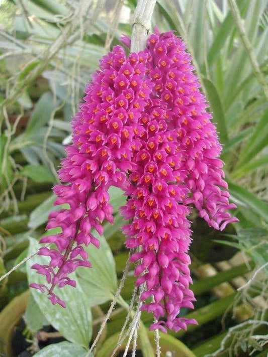 Dendrobium Secundum (Toothbrush orchid)