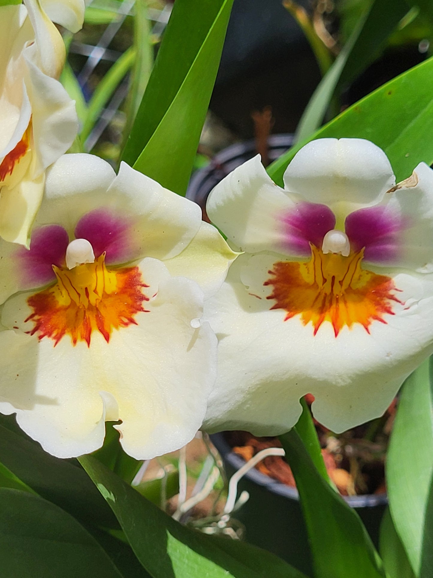 Miltoniopsis Arthur Cobbledick "Springtime"