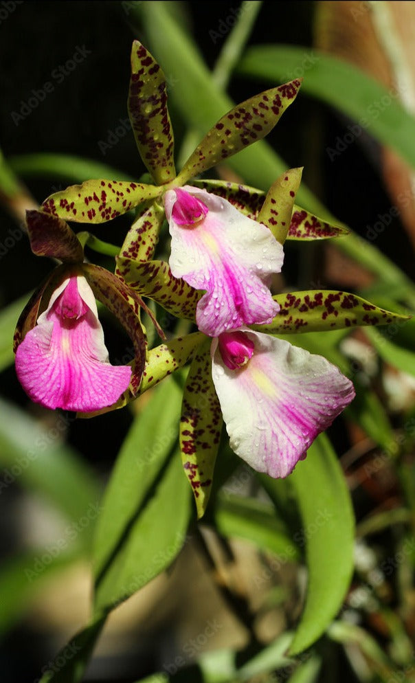 Brassocattleya Theresa Ricci