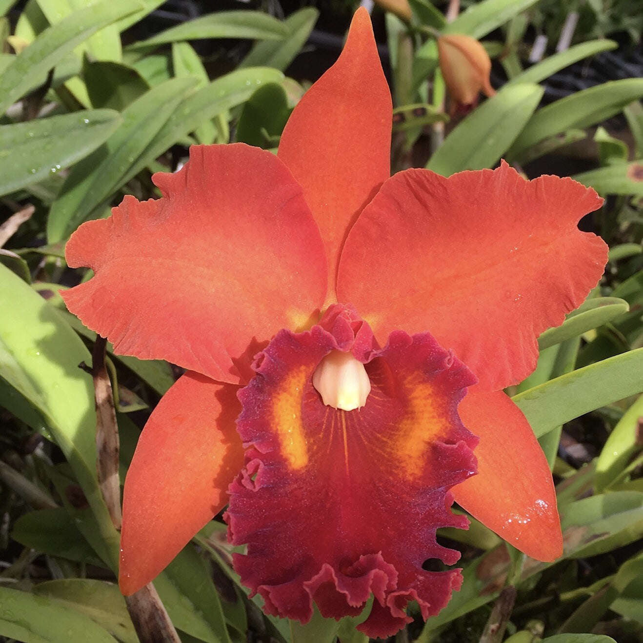 Rlc Kaoru Suzuki 'Volcano Night'