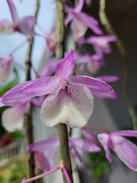 Dendrobium Aphyllum