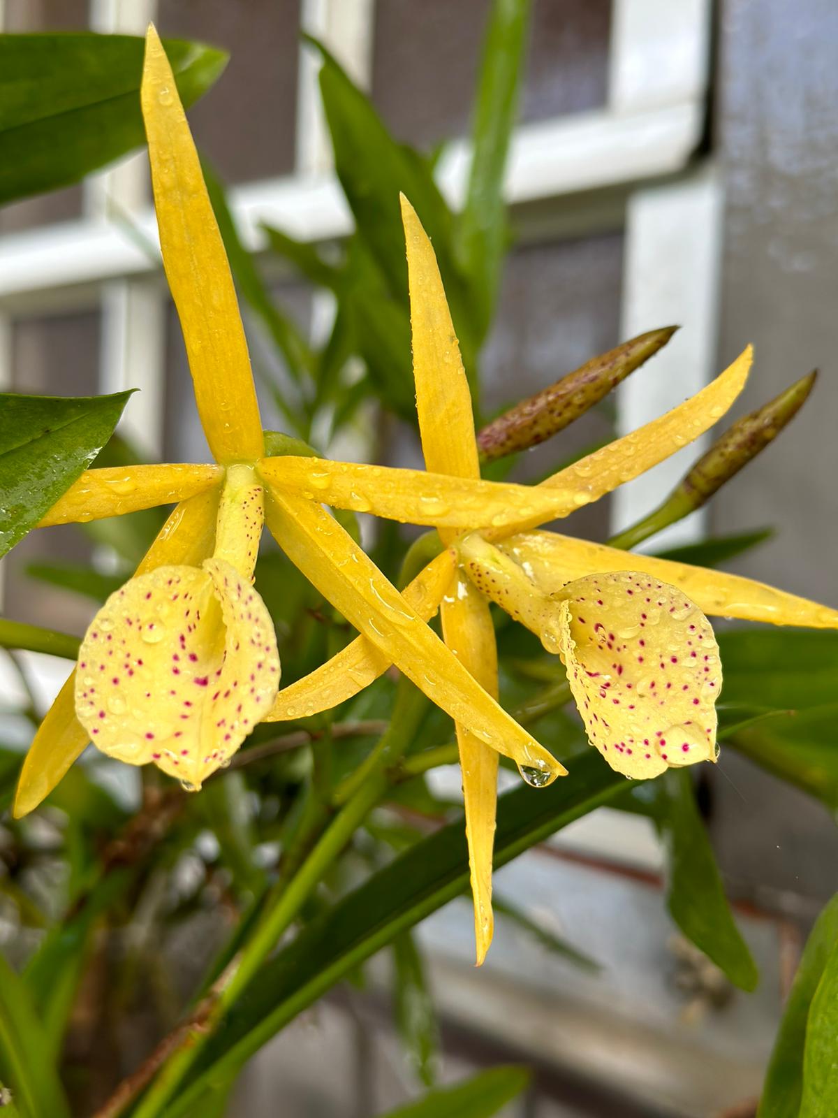 Brassolaelia Yellow Bird