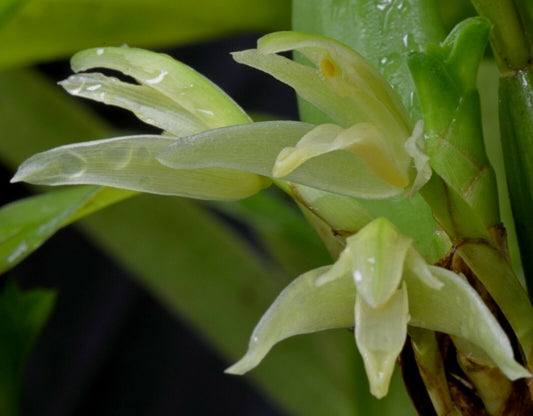 maxillaria friedrichsthalii