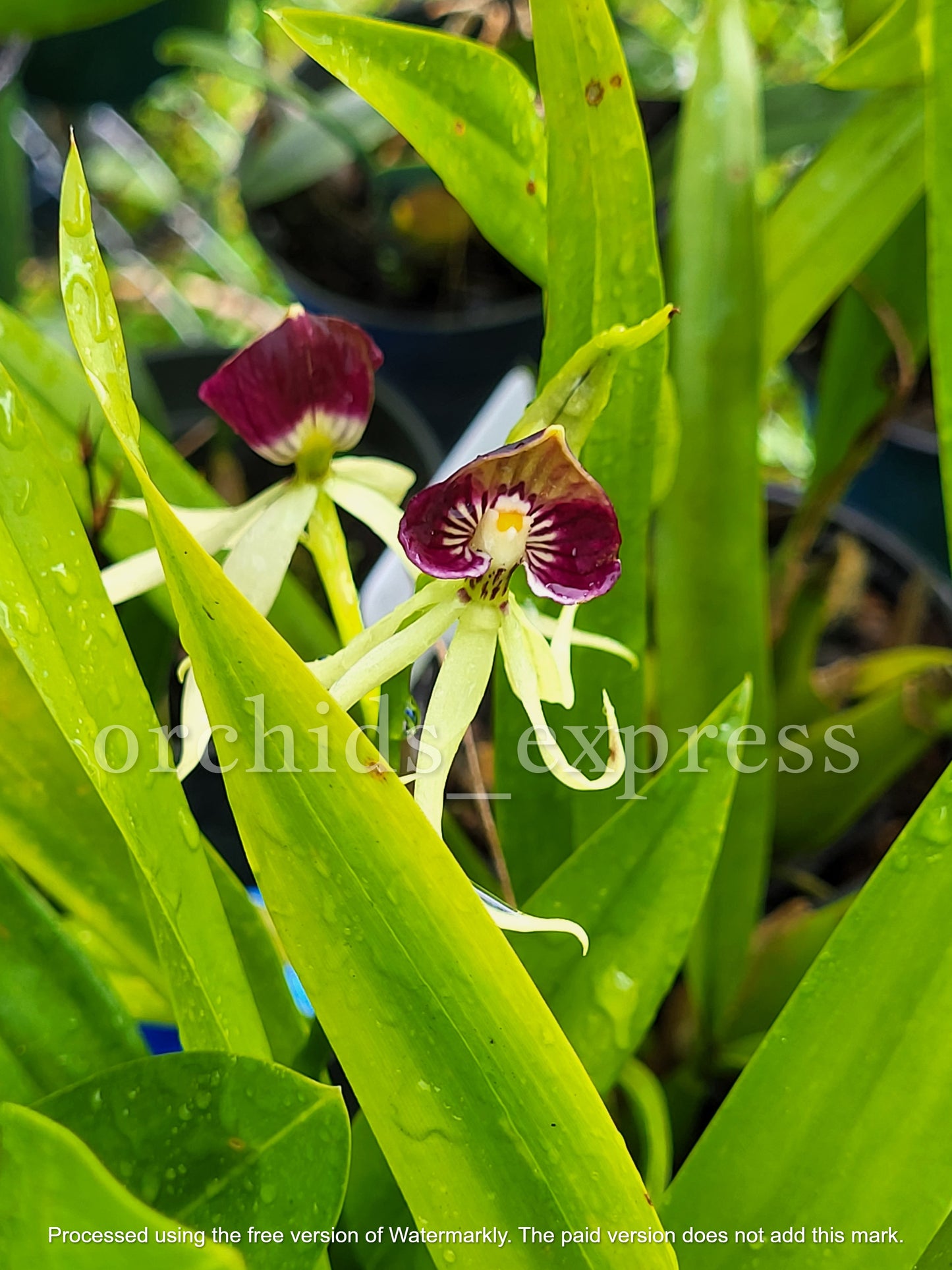 Prosthechea Cochleata