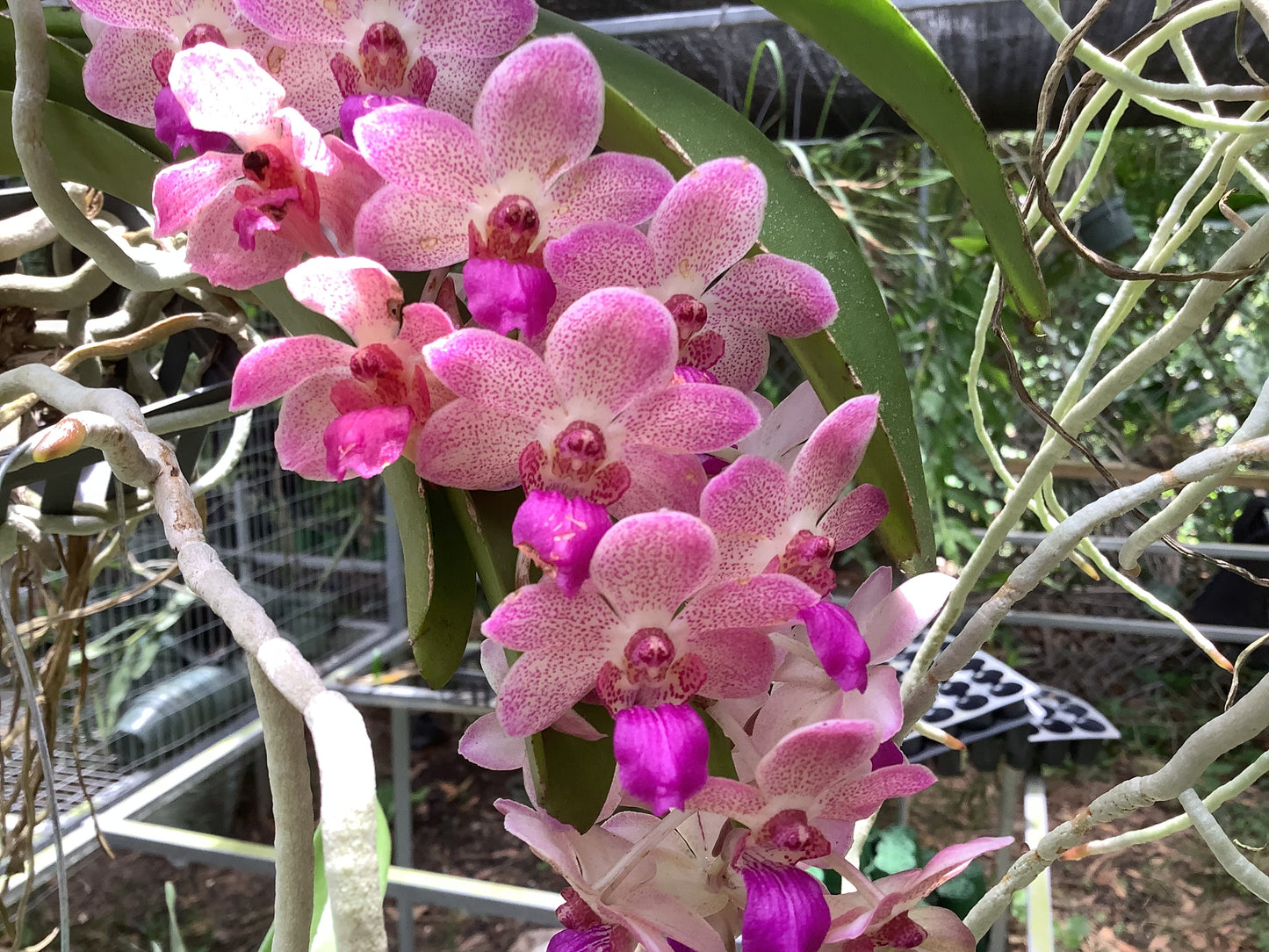 Vanda Wuttipanara Manoonya