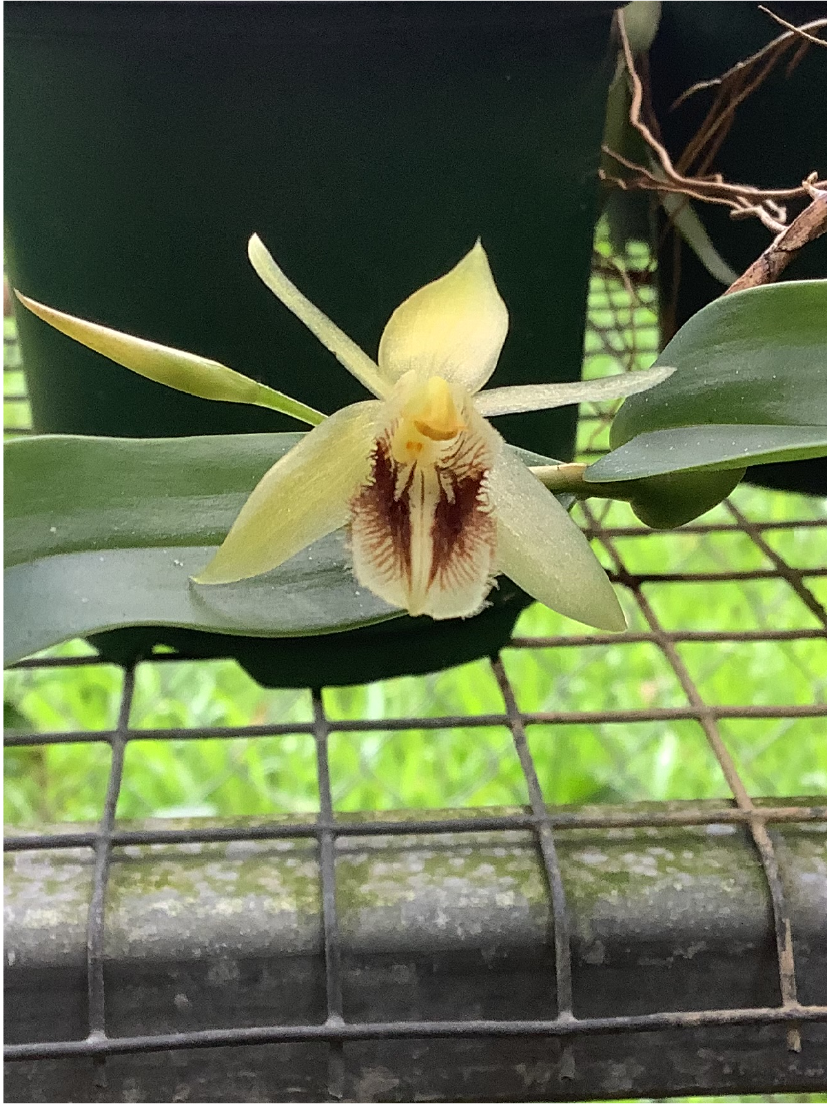 Coelogyne Fimbriata