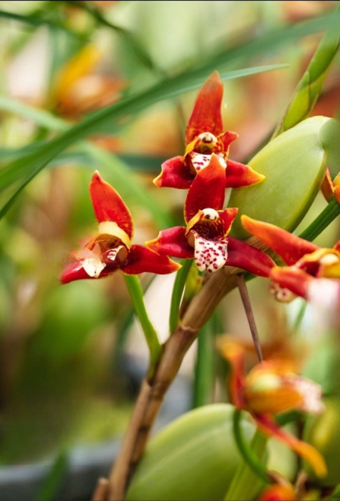 Maxillaria Tenuifolia (Coconut Orchid)