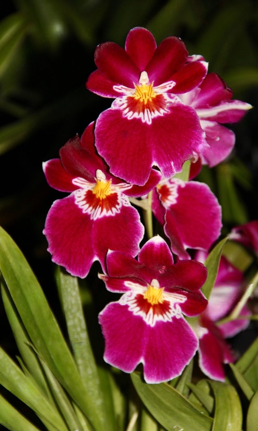 Miltoniopsis Bert Fields "Crimson Glow"